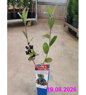 Aronia prun. 'Nero' RP 1,6 L